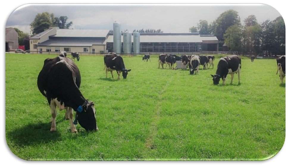 Cows in the Lyons Systems Research Herd grazing
